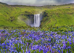 Kwiaty, Łąka, Łubin, Wodospad Skgafoss, Wzgórza, Islandia