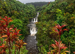 Stany Zjednoczone, Hawaje, Wodospad, Umauma Falls, Roślinność, Drzewa, Rzeka, Umauma River