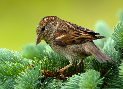 Ptak, Wróbel, Iglaste, Gałązki