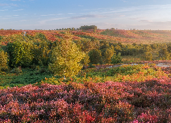 Wzgórza, Wrzosy, Wrzosowisko, Drzewa, Mgła, Poranek, Park Narodowy New Forest, Anglia