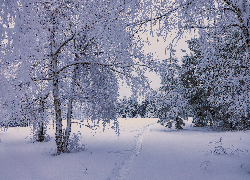 Zima, Ośnieżone, Drzewa, Śnieg, Wydeptana, Ścieżka