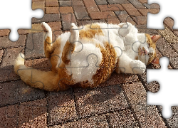 Śpiący, Kotek, Chodnik