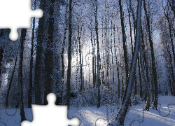 Zima, Śnieg, Las, Drzewa, Krzewy, Przebijające światło