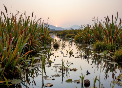 Rzeka, Wysokie, Trawy, Góry, Wschód słońca