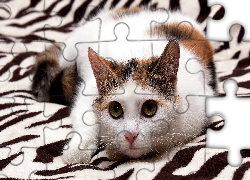 Leżący, Wystraszony, Kot