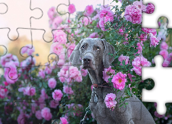Pies, Wyżeł weimarski, Kwiaty, Róże, Krzew