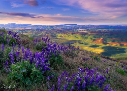 Stany Zjednoczone, Waszyngton, Park stanowy Steptoe Butte, Wzgórza, Palouse, Kwiaty, Łubin, Trawa, Dolina, Pola, Łąki, Wschód słońca