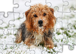Pies, Yorkshire terrier, Śnieg