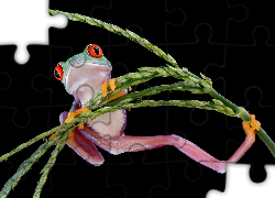Żaba, Chwytnica kolorowa, Roślinka