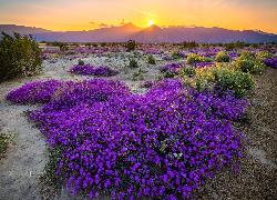 Stany Zjednoczone, Kalifornia, Park stanowy Anza Borrego Desert, Góry, Zachód słońca, Kwiaty, Krzewy