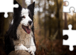 Pies, Border collie, Rozmyte tło