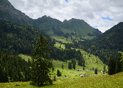 Góry, Lasy, Drzewa, Roślinność