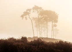 Wrzosowisko, Poranek, Mgła, Drzewa, Wzgórze, Rośliny, Rezerwat przyrody, Kalmthout Heath, Belgia