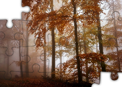 Jesień, Mgła, Las, Drzewa, Liście