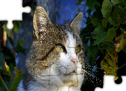 Zamyślony, Kot, Portret