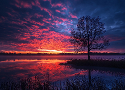 Jezioro, Drzewo, Zachód słońca, Grafika AI