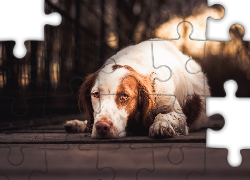 Smutny, Leżący, Pies