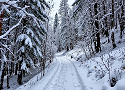 Droga, Zbocze, Zima, Las, Drzewa, Grafika AI