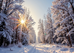 Zima, Promienie słońca, Las, Ośnieżone, Drzewa, Śnieg, Droga