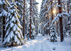 Zima, Zaśnieżona, Droga, Drzewa, Las, Grafika AI