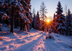 Zima, Las, Ośnieżone, Drzewa, Promienie słońca, Zaśnieżona, Droga