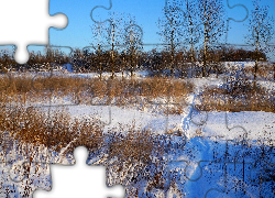 Zima, Śnieg, Uschnięte, Rośliny, Drzewa