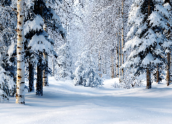 Zima, Drzewa, Las, Grafika AI