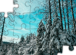 Zima, Las, Ośnieżone, Drzewa, Świerki