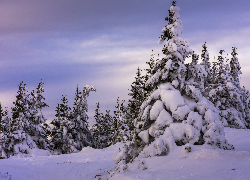 Zima, Ośnieżone, Drzewa, Świerki, Śnieg