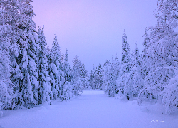 Zima, Śnieg, Zaśnieżony, Las, Ośnieżone, Drzewa