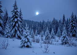 Zima, Las, Księżyc, Drzewa