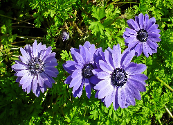 Kwiaty, Zawilce, Niebieskie