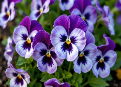 Bratki, Biało-fioletowe