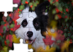 Border collie, Liście, Rośliny