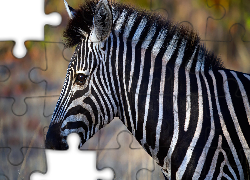 Zebra, Profil