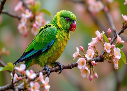 Zielona, Papuga, Kwiaty, Gałązka, Grafika AI