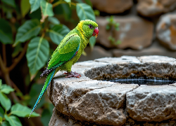 Papuga, Zielona, Ptak, Kamienne, Poidło, Grafika AI