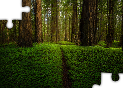Zielony, Las, Drzewa, Sekwoje, Ścieżka, Park Narodowy Redwood, Kalifornia, Stany Zjednoczone