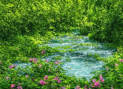 Rzeka, Zielone, Drzewa, Kwiaty, Rośliny