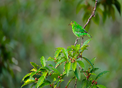 Zielony, Ptak, Samica, Seledynek, Gałązka, Liście