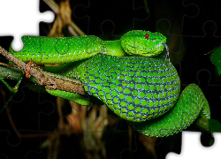 Zielony, Wąż, Żmija zielona