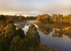Rzeka, Zielone, Drzewa, Mgła