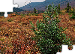 Góry, Drzewa, Krzewy, Kolorowa, Roślinność