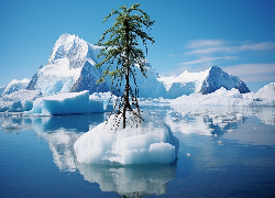 Góry lodowe, Morze, Drzewo, Grafika
