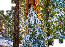 Stany Zjednoczone, Kalifornia, General Grant Grove, Park Narodowy King Canyon, Drzewa, Zima, Śnieg, Pnie