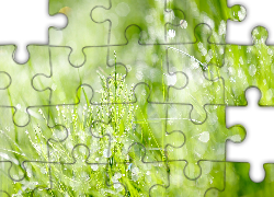 Zielone, Rośliny, Bokeh