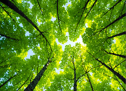 Zielone, Drzewa, Wierzchołki, Grafika