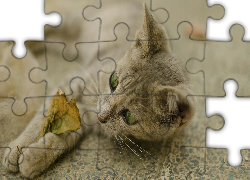 Kotek, Zielone, Oczy, Jesienny, Liść, Rozmyte, Tło