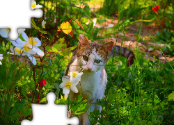 Kotek, Zielone, Oczy, Kwiaty