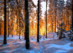 Zima, Las, Ośnieżone, Drzewa, Światło, Słoneczne